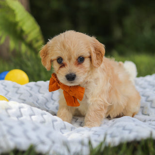 Jefferson - Available 7/9