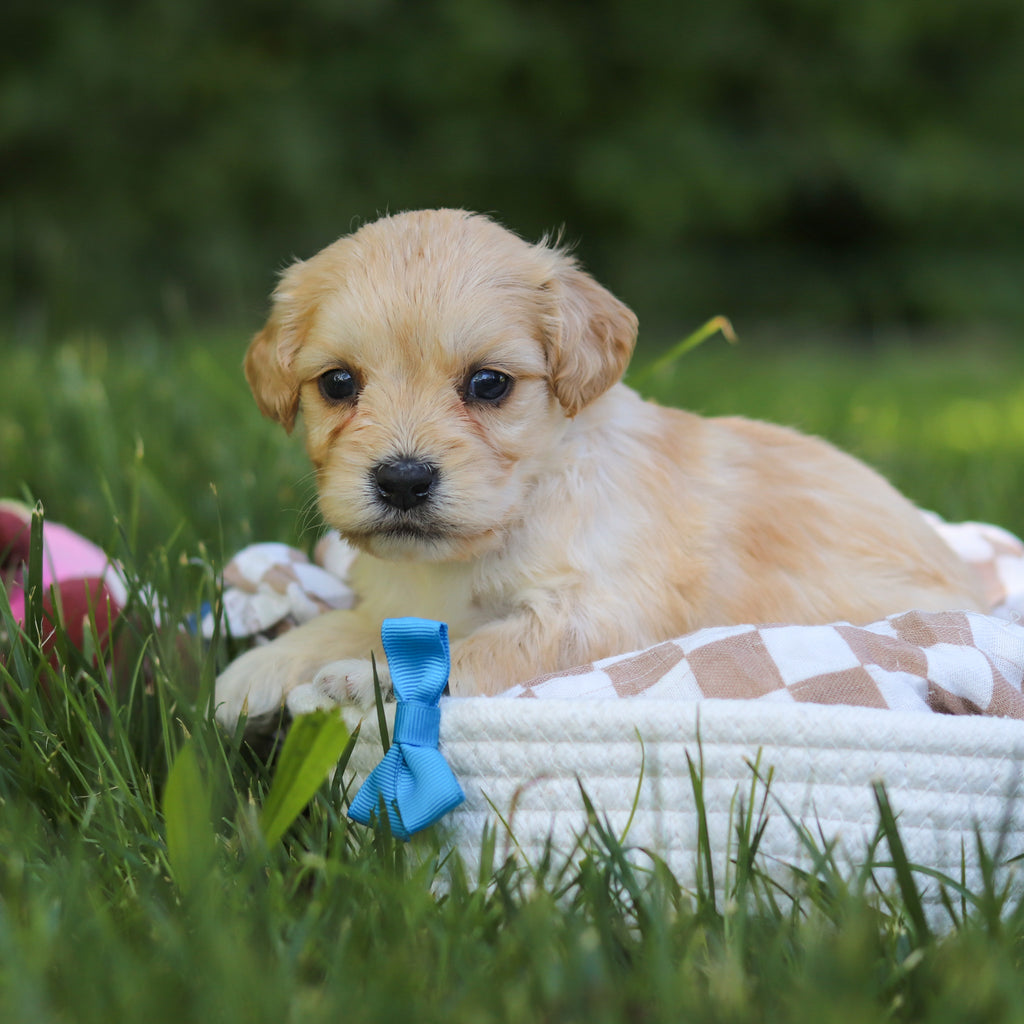 Jefferson - Available 7/9
