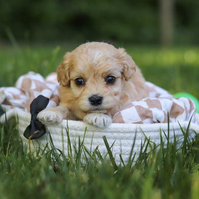 Jangles - Available 7/9