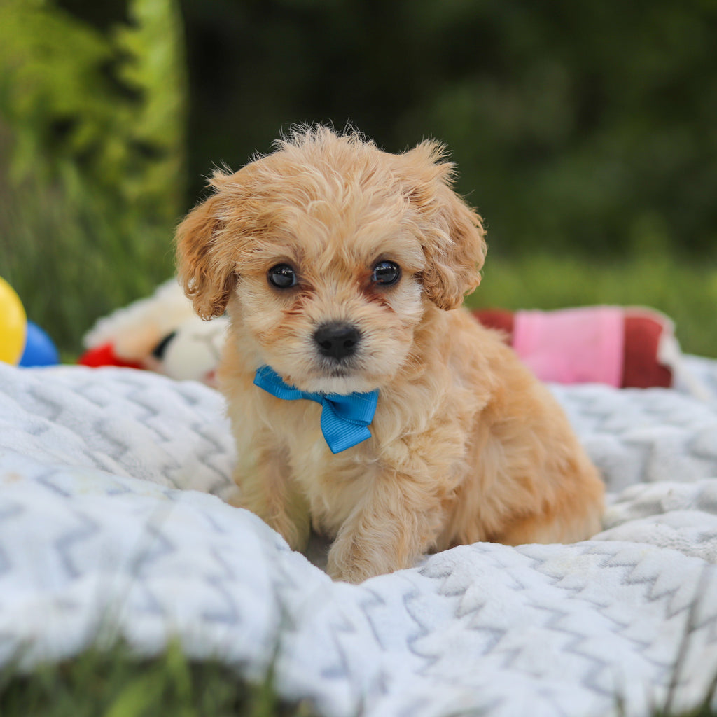 Jangles - Available 7/9