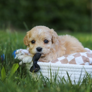 Jangles - Available 7/9