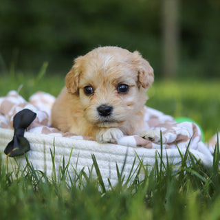 Jangles - Available 7/9