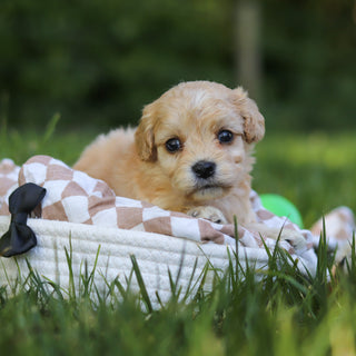 Jangles - Available 7/9