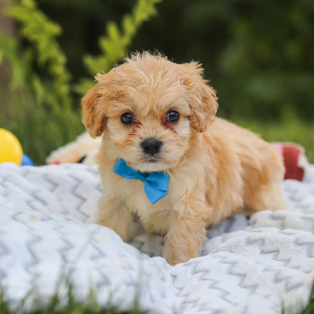 Jangles - Available 7/9
