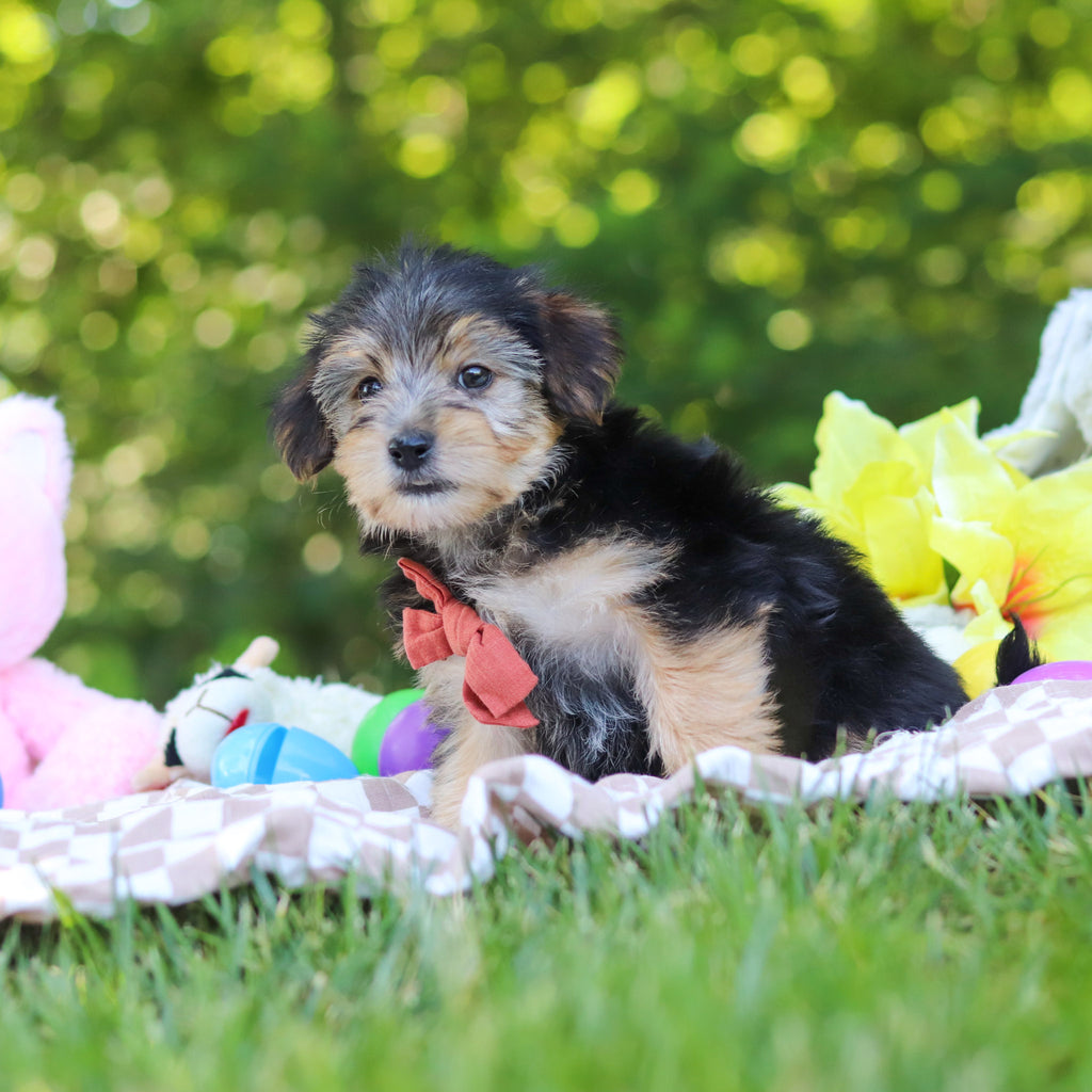 Denny - Available 7/9