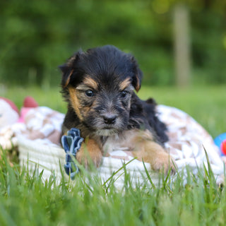 Donnie - Available 7/9