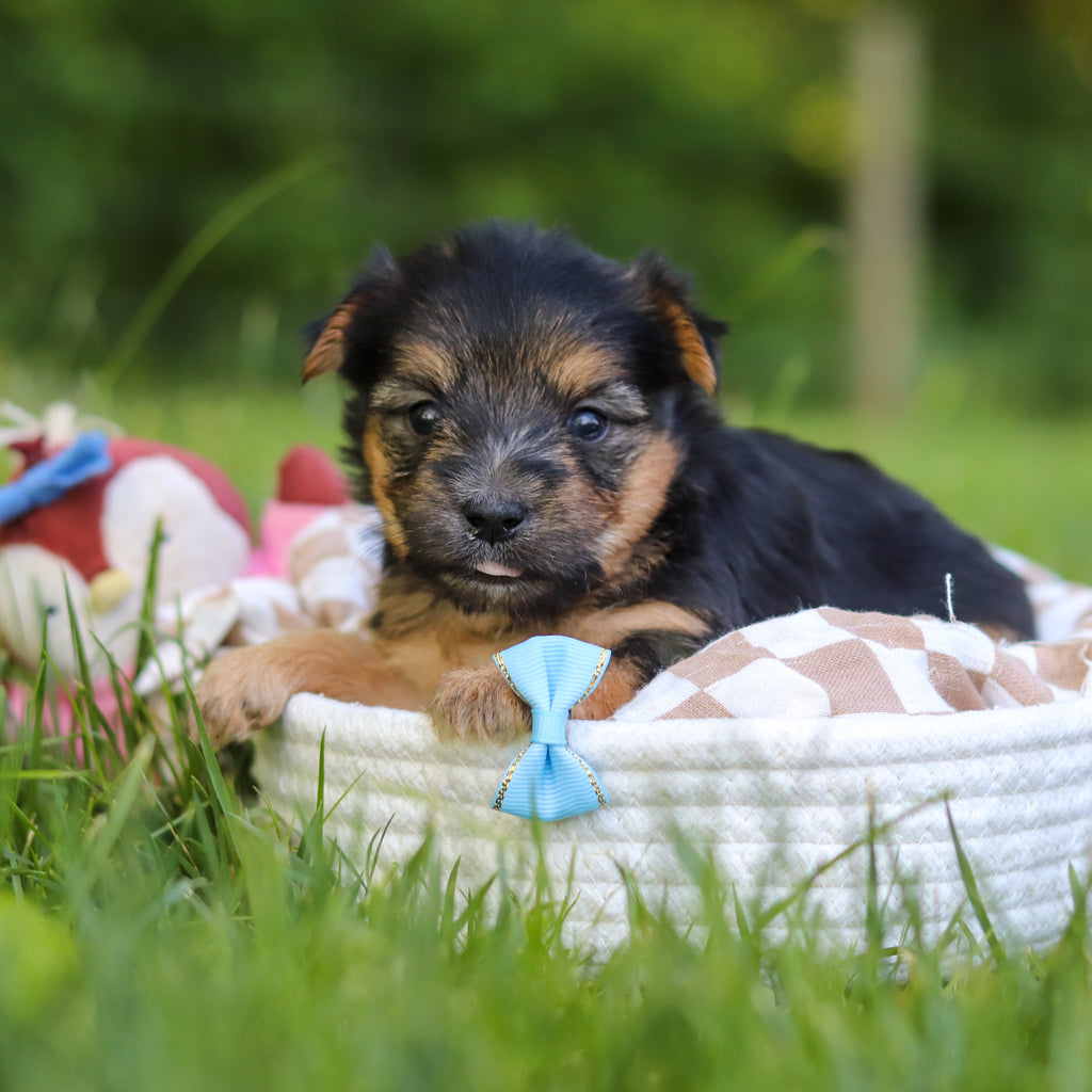 Digby - Available 7/9
