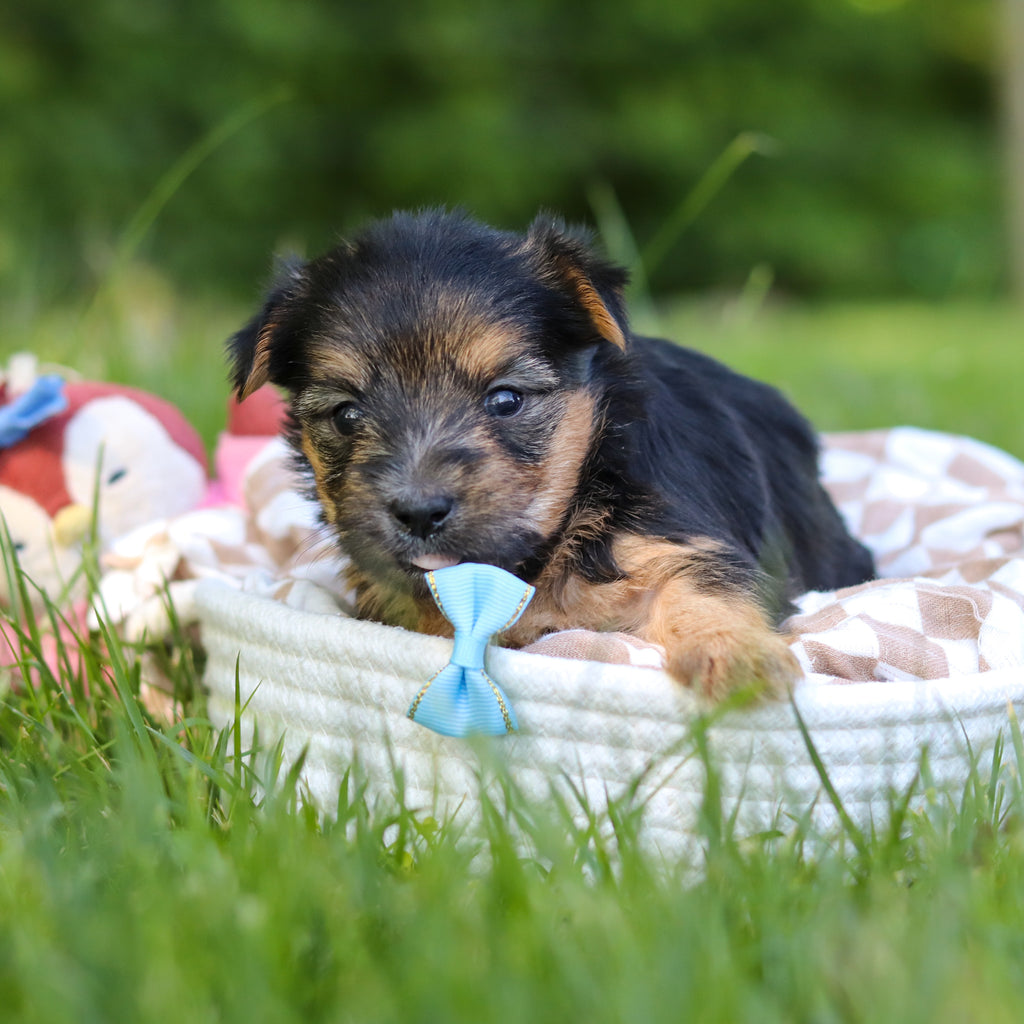 Digby - Available 7/9