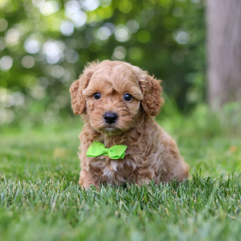 Lonnie - Available 7/16