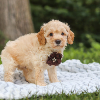 Indiana - Available 7/23