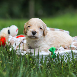Indiana - Available 7/23
