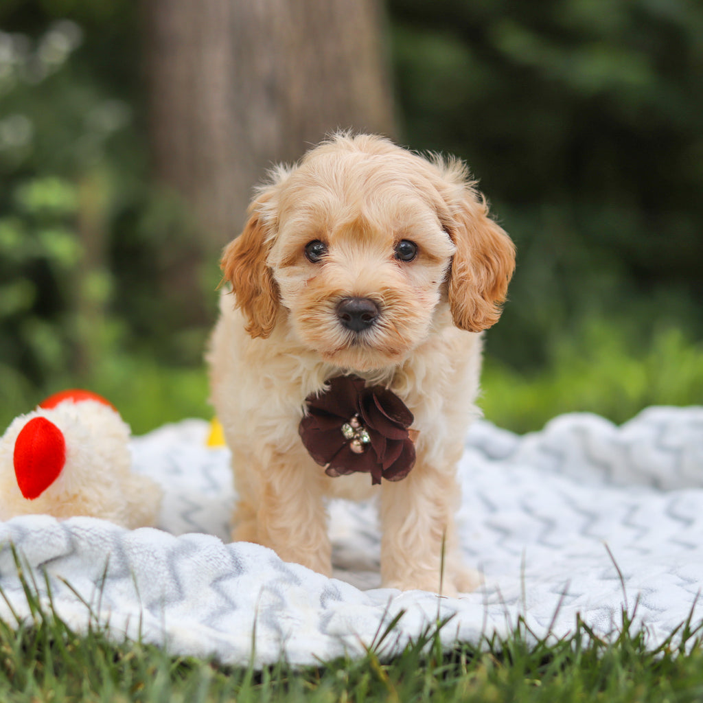 Indiana - Available 7/23