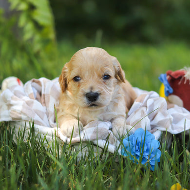 Irwin - Available 7/23