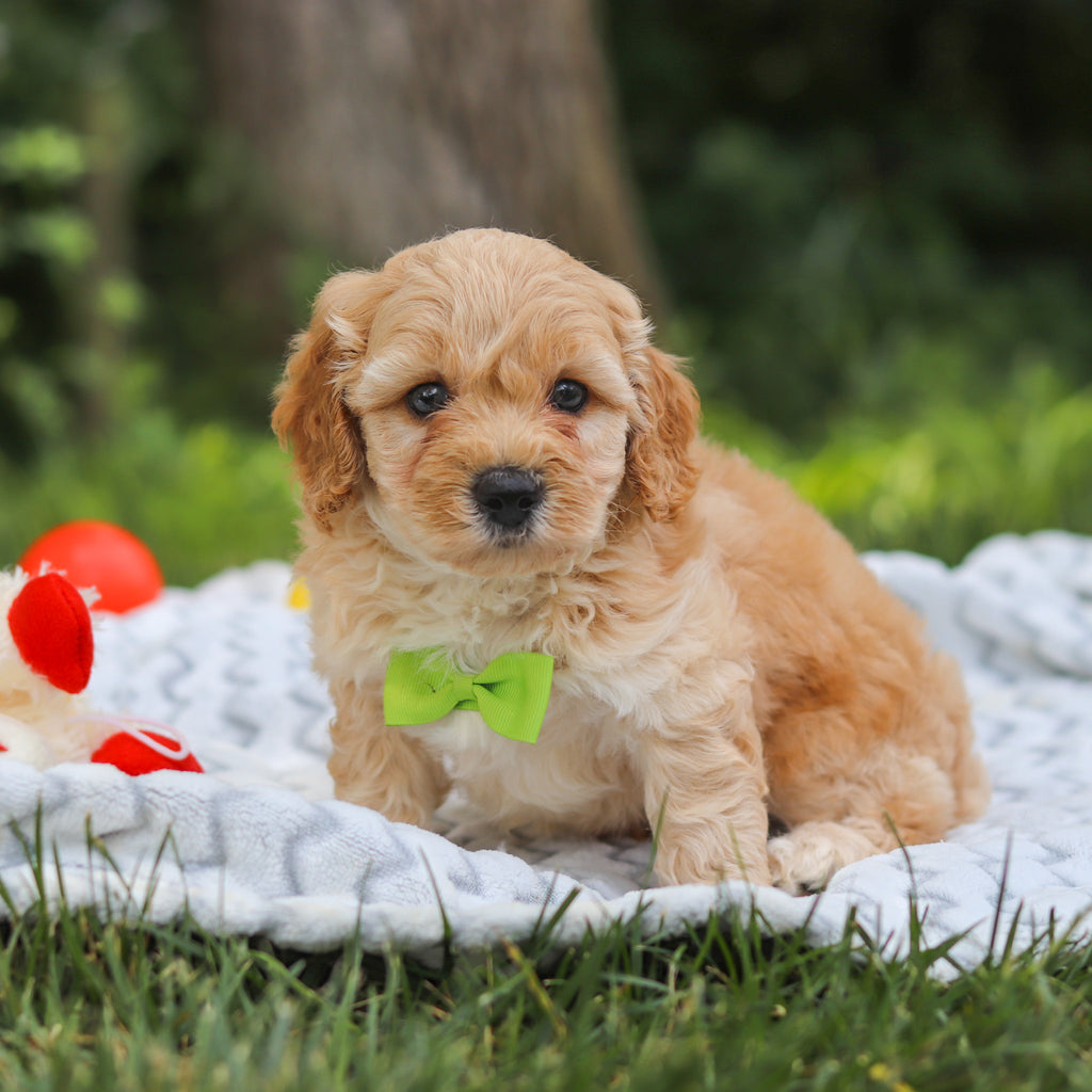 Irwin - Available 7/23