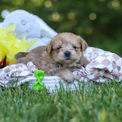 Arthur - Available 7/30