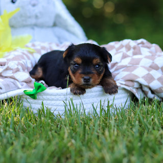 Vader - Available 7/30