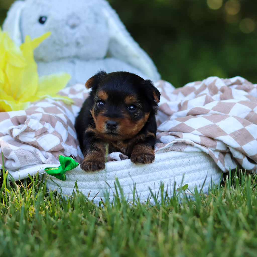 Vader - Available 7/30