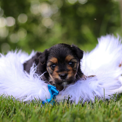 Scout - Available 8/6