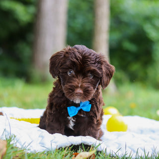 Eddie - Available Now