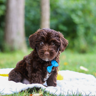Eddie - Available Now