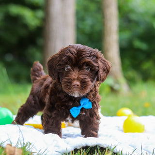 Eddie - Available Now