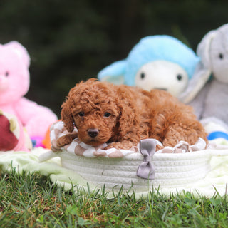 Francis - Available 9/17