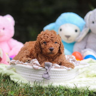 Francis - Available 9/17