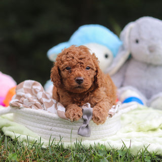 Francis - Available 9/17