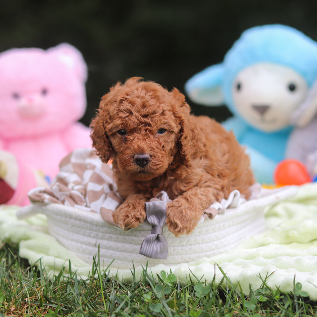Francis - Available 9/17