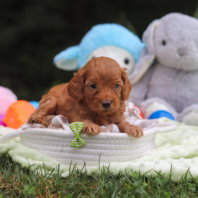Finn - Available 9/17