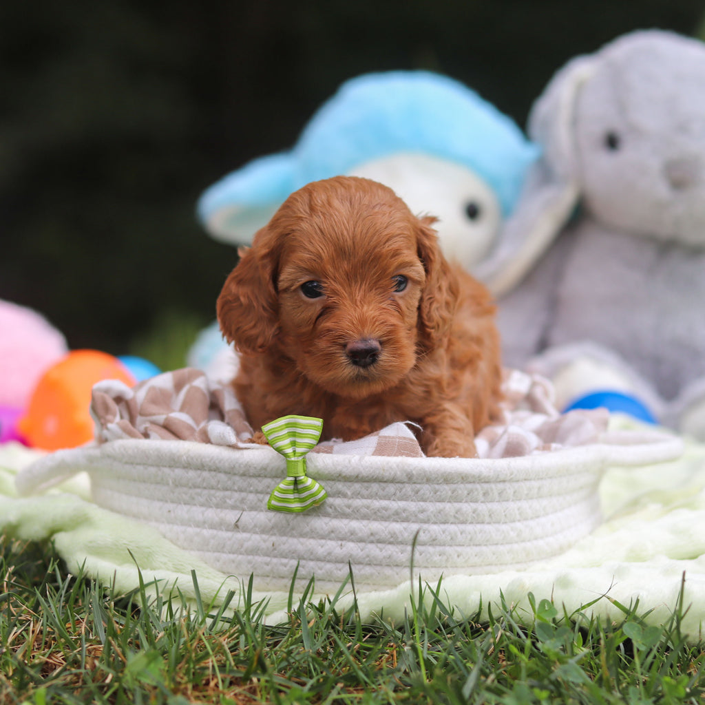 Finn - Available 9/17