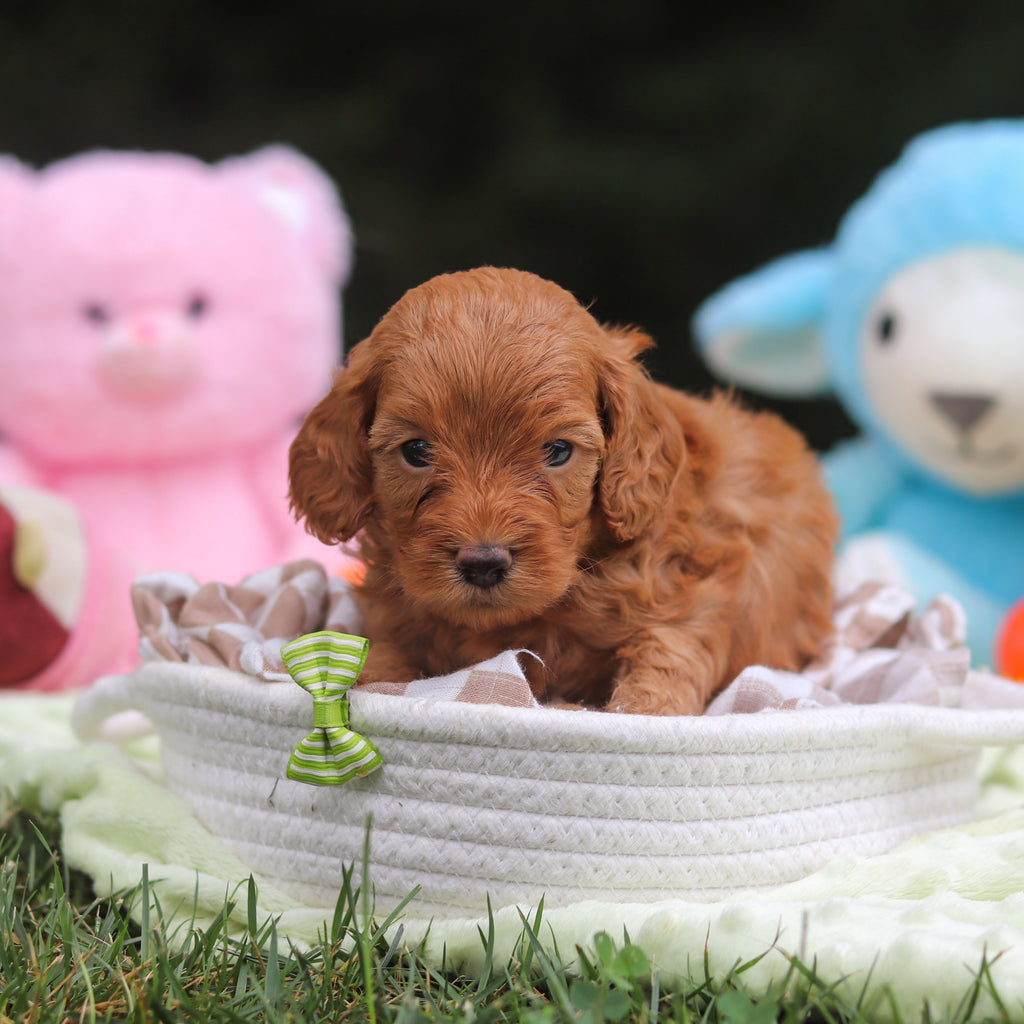 Finn - Available 9/17