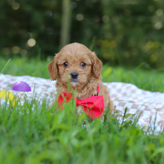 Perry - Available 9/24