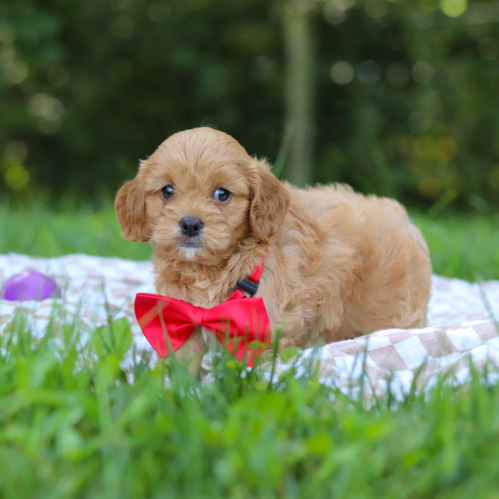 Perry - Available 9/24