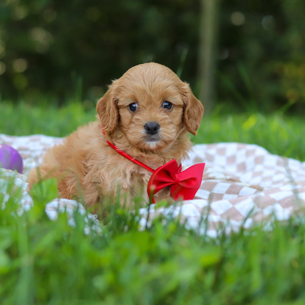 Perry - Available 9/24