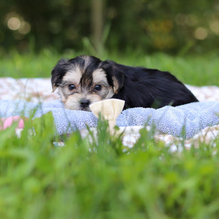 Edgar - Available 9/24