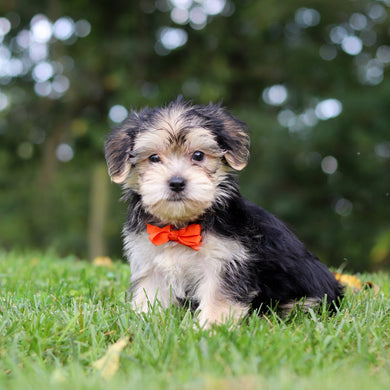 Edgar - Available 9/24