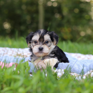 Edgar - Available 9/24