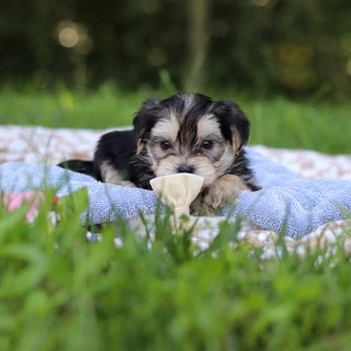 Edgar - Available 9/24