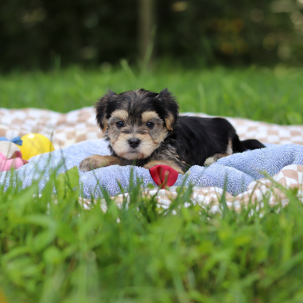 Elliot - Available 9/24