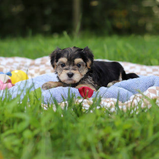 Elliot - Available 9/24