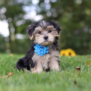 Elliot - Available 9/24
