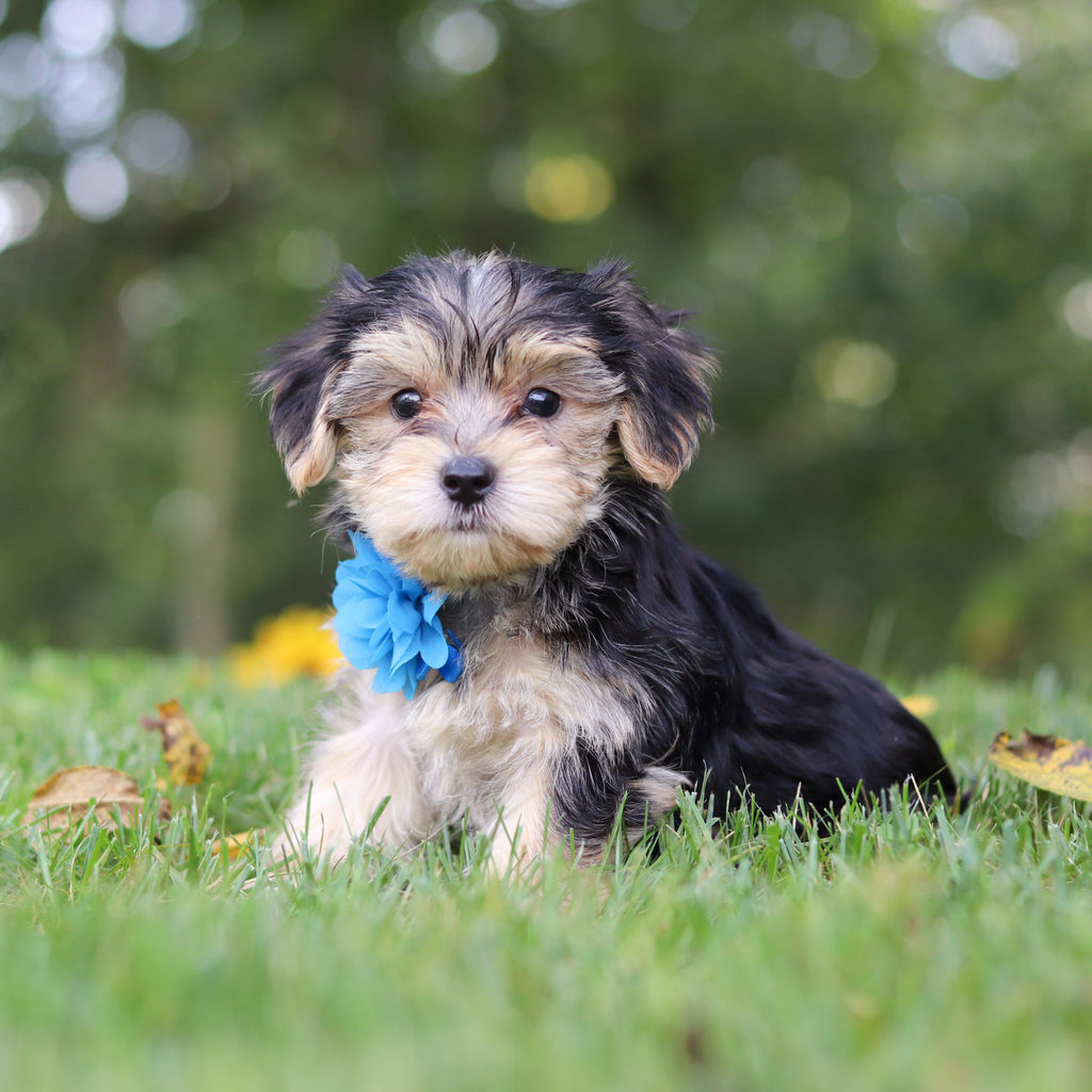 Elliot - Available 9/24