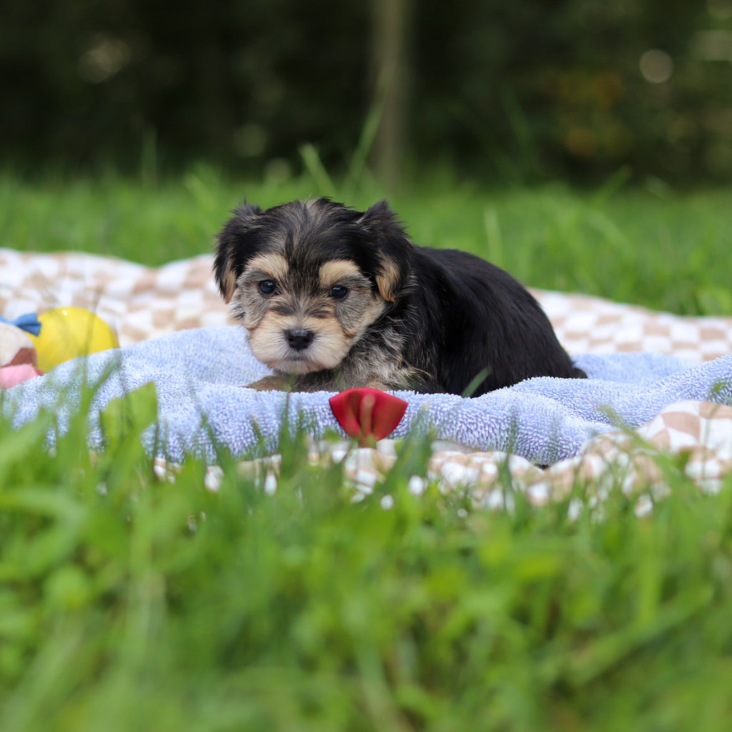 Elliot - Available 9/24