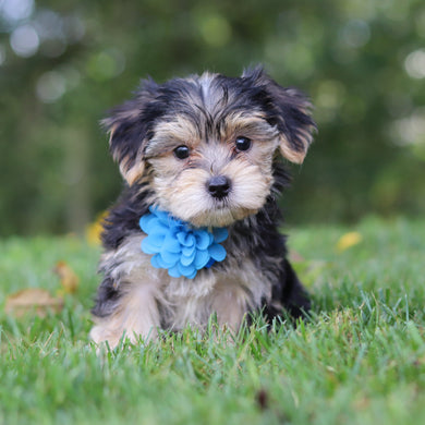Elliot - Available 9/24