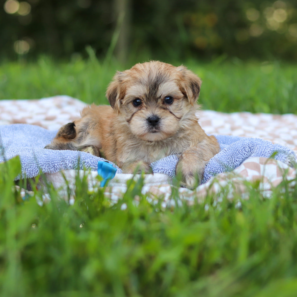 Einstein - Available 9/24