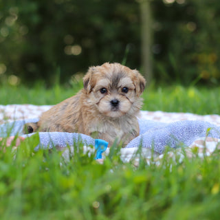 Einstein - Available 9/24