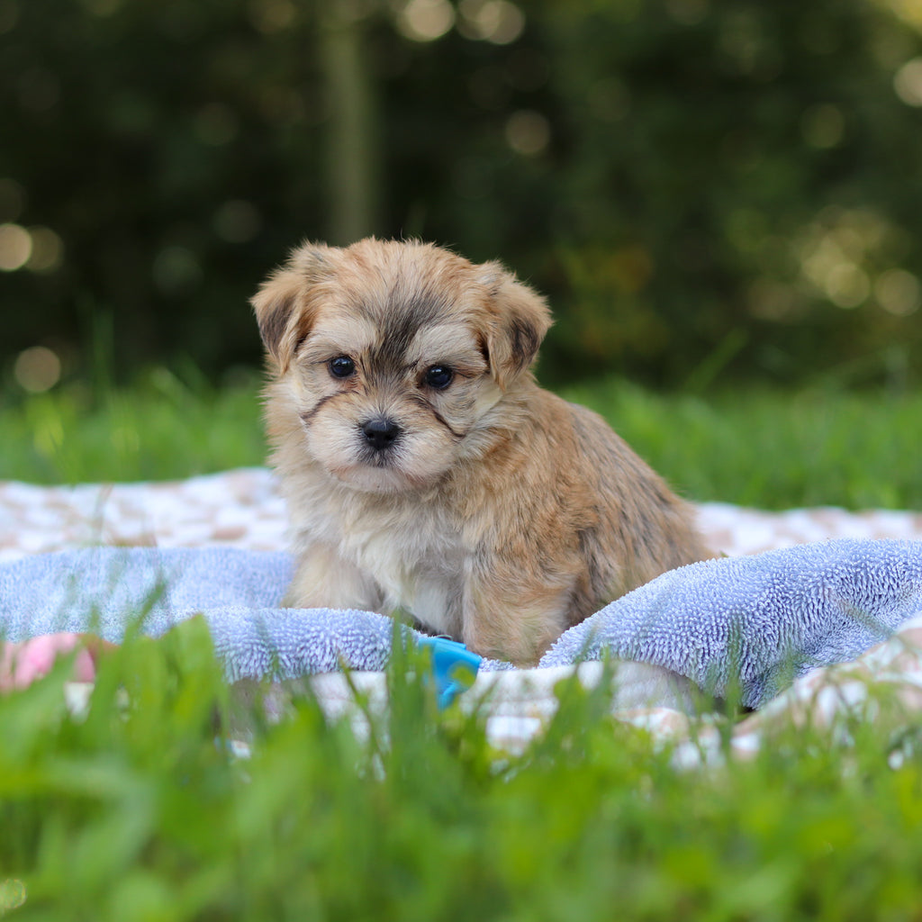 Einstein - Available 9/24