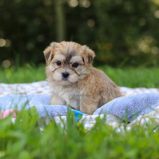 Einstein - Available 9/24