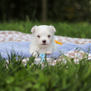 Hector - Available 9/24